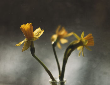 Close-up of yellow flowering plant