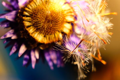 Close-up of insect on purple flower