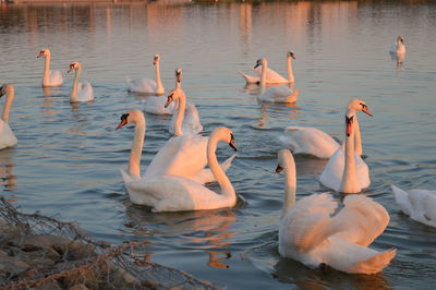 High angle view of white swans swimming in lake