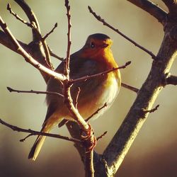 Low angle view of bird perching on tree against sky