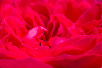 Full frame shot of pink rose