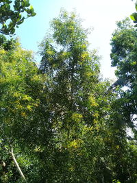 Low angle view of trees against sky