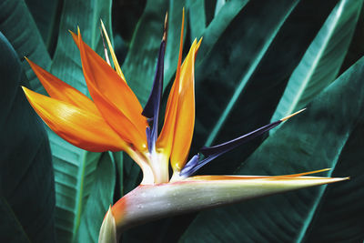 Blooming bird of paradise flower with dark foliage natural background