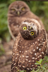 Burrowing owl perching on field