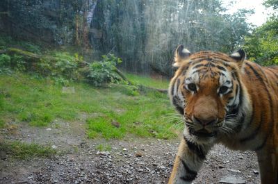 Close-up of tiger in forest