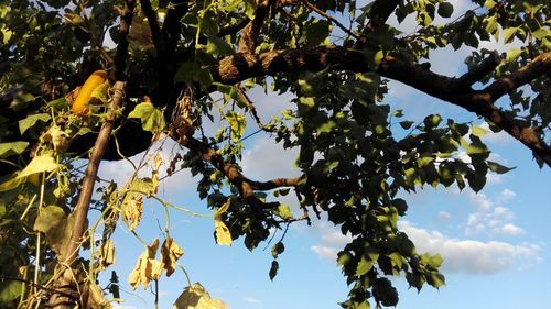 Low angle view of tree against sky