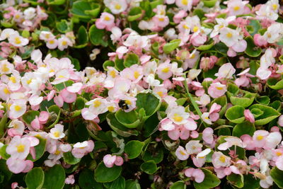 Close-up of pink flowering plants