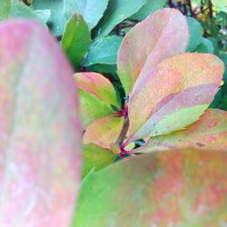 Close-up of pink flowering plant