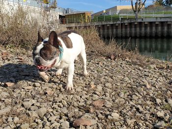 View of a dog standing on rock