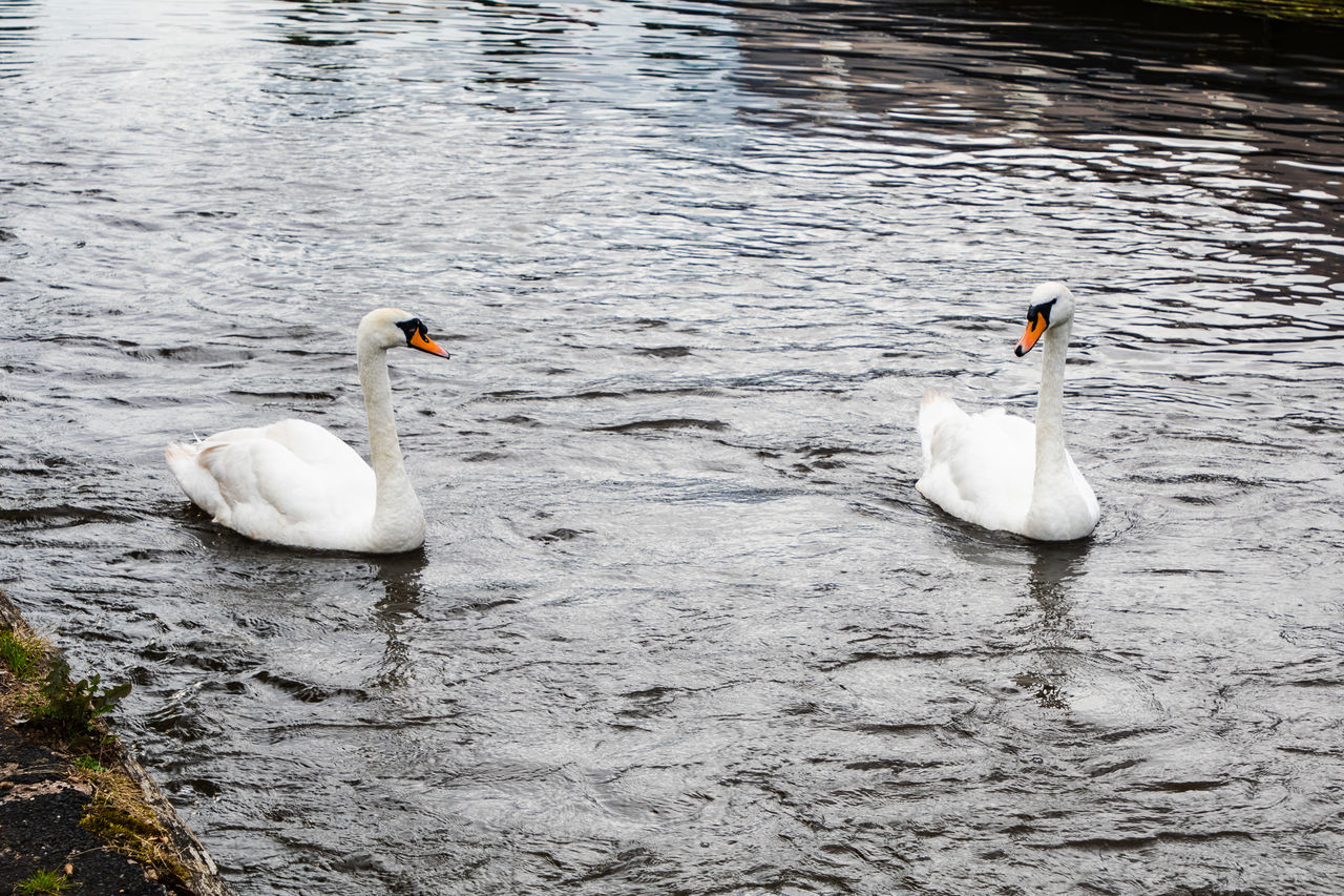 SWAN FLOATING ON WATER