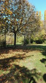 Trees on grassy field