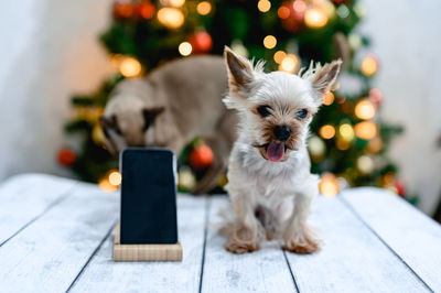 A small dog and a cat are sitting near a mobile phone. multicolored lights are burning behind them. 