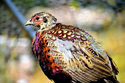 Ringneck pheasant