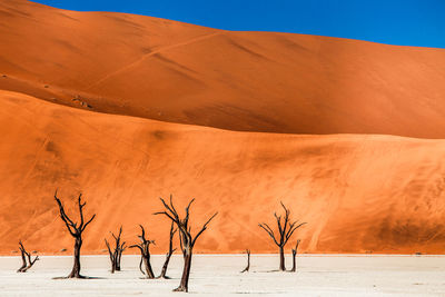 Bare trees on sand against desert