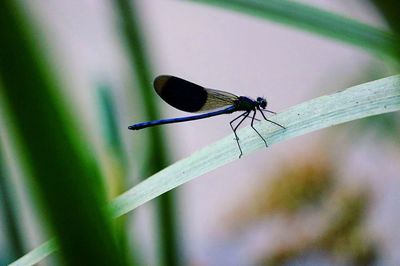 Close-up of damselfly on leaf