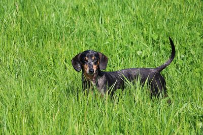 Portrait of black dog lying on grass