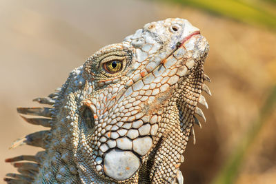 Close-up of iguana