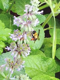 Close-up of bee on flower