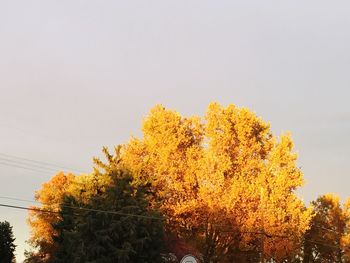 Low angle view of yellow autumn tree against sky