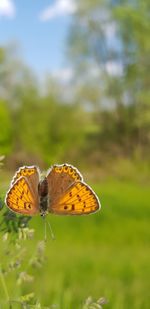 Close-up of butterfly pollinating on flower