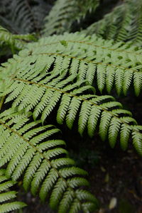 Close-up of fern