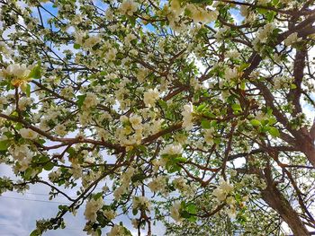 Low angle view of flower tree
