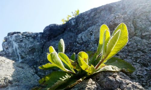 Close-up of plant growing on rock