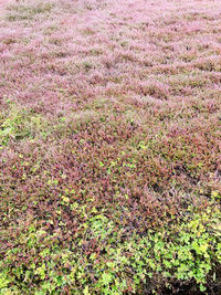 High angle view of pink flowering plants on field