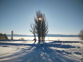 Bare trees on snow covered field against sky