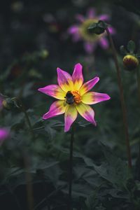 Close-up of pink flower