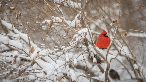 Bird perching on branch in snow