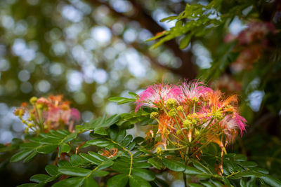 Close-up of pink flowering plant