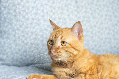 Close-up of a cat looking away