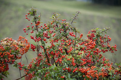 Close-up of red flowers growing on tree