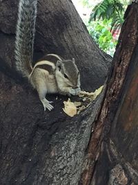 Close-up of squirrel on tree trunk