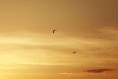 Low angle view of bird flying in sky