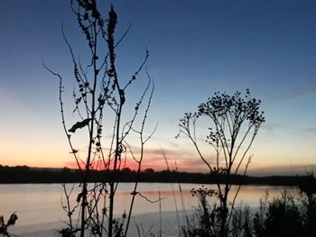 Silhouette plants by lake against sky during sunset