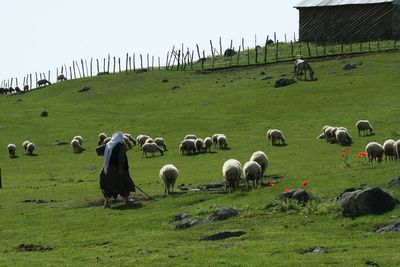 Woman with sheep walking on field