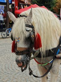 Horse cart on street