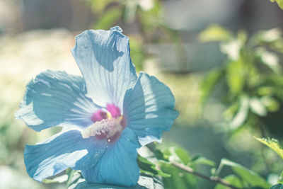 Close-up of flower