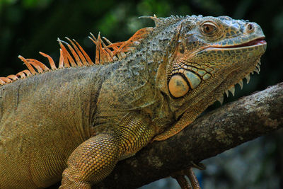 Close-up of a lizard on tree