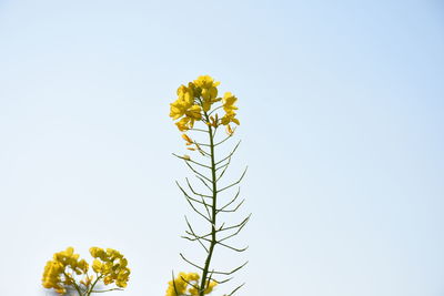 Low angle view of flowering plant against clear sky