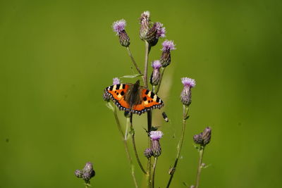 Close-up of butterfly pollinating on flower