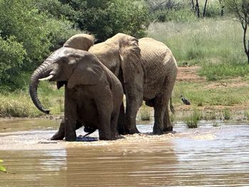 Elephant drinking water