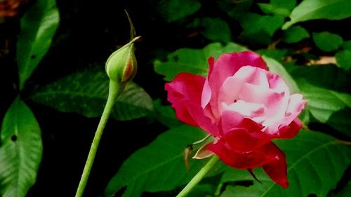 Close-up of pink flower growing on plant