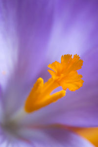 Close-up of purple crocus flower