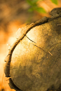 Close-up of tree trunk