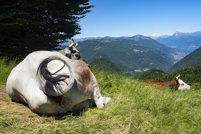 Back view of a cow