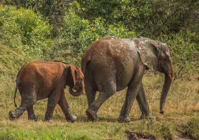 Elephant in a field