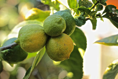 Close-up of fruits growing on tree